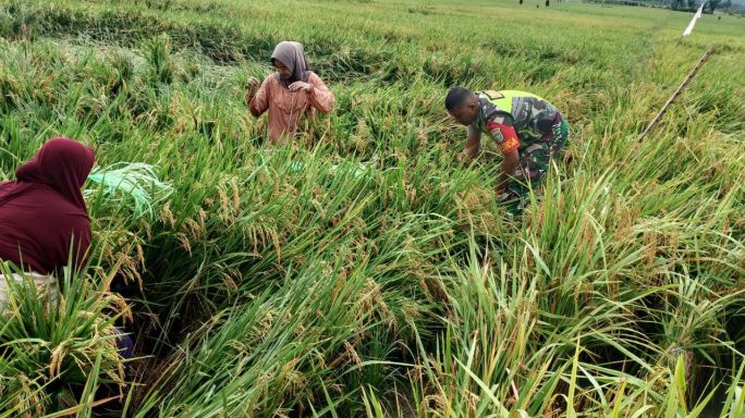 Babinsa Bantu Petani Ikat Padi Yang Roboh Di Terjang Angin