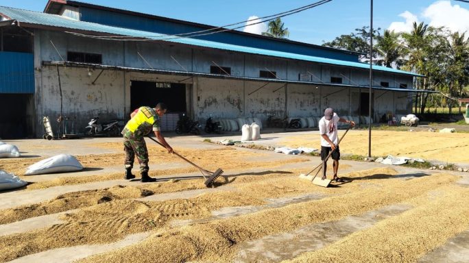 Wujudkan Ketahanan Pangan Wilayah Babinsa Dampingi Petani Jemur Padi