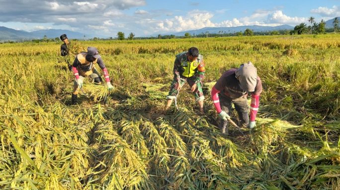 Dorong Ketahanan Pangan, Babinsa Koramil 0108- 07/Semadam Aktif Dampingi Petani Panen Padi