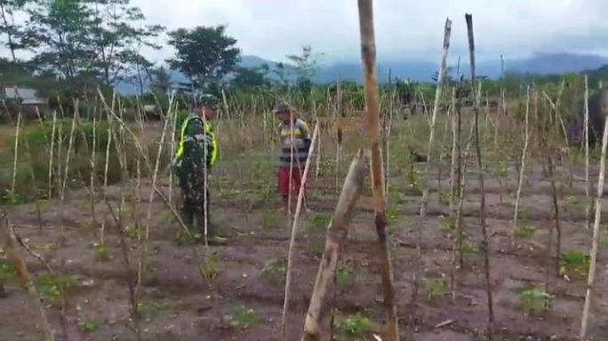 Babinsa Bantu Petani Merawat Tanaman Kacang Panjang