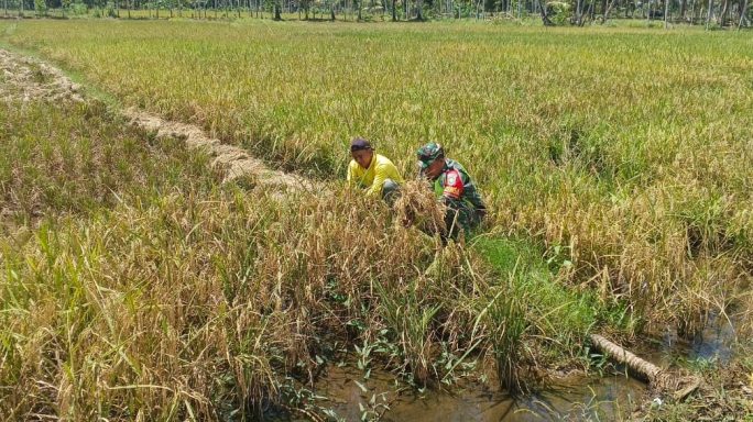 Terus Sukseskan Swasembada Pangan, Babinsa Bantu Petani Panen Padi
