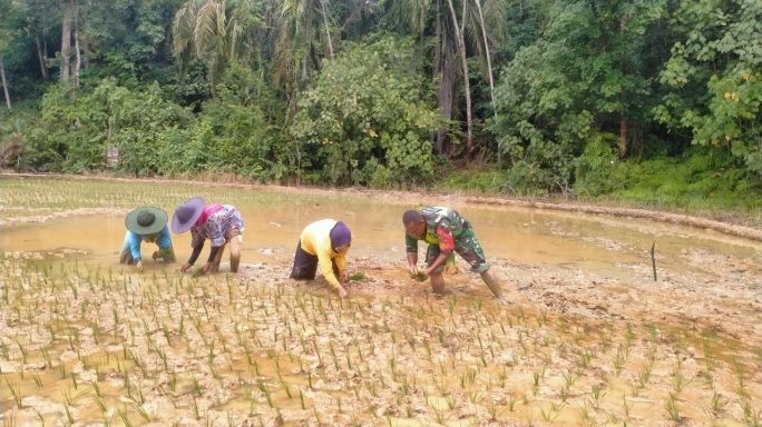 Tingkatkan Ketahanan Pangan, Babinsa Koramil 07/Kejuruan Muda Bantu Petani Tanam Padi