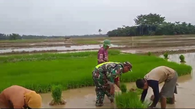 Cabut Bibit Padi Siap Tanam, Babinsa Dampingi Kelompok Tani Putri