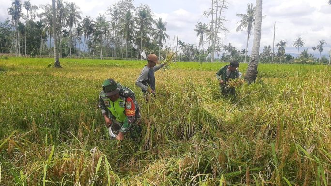 Babinsa Laksanakan Pendampingan Bantu Panen Padi Gogo
