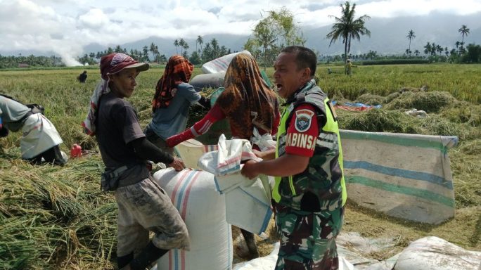 Ringankan Pekerjaan Babinsa Turun Lapangan Bantu Petani Rontok Padi