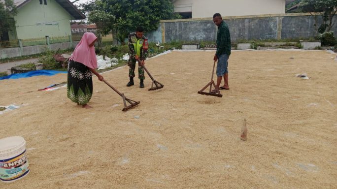 Jaga Kualitas Hasil Panen, Babinsa Bantu Petani Jemur Padi