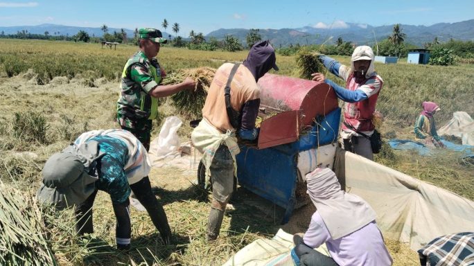 Jaga Hubungan Silaturahmi Babinsa Bantu Petani Rontok Padi