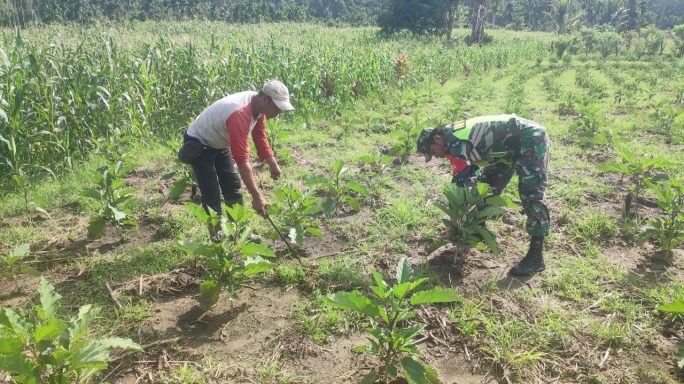Babinsa Dampingi Petani Dalam Merawat Tanaman Terong Ungu Warga Desa Binaan