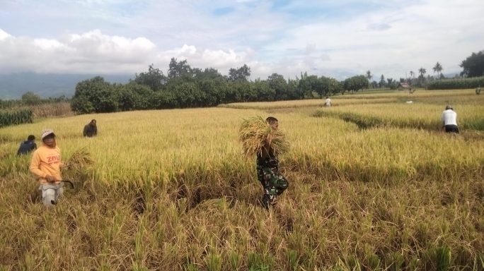Bantu Panen Padi Bentuk Kepedulian Babinsa Terhadap Warga Desa Binaannya