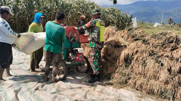 Di Cuaca Yang Cerah, Babinsa Bantu Petani Merontokkan Padi di Desa Binaan
