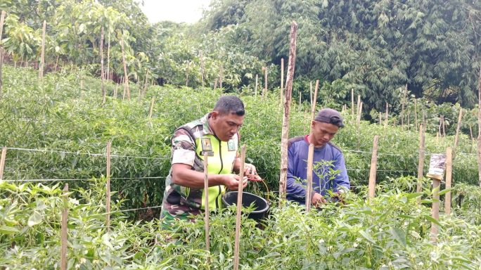Babinsa Bantu Panen Cabe Wujud Pendampingan ke Petani
