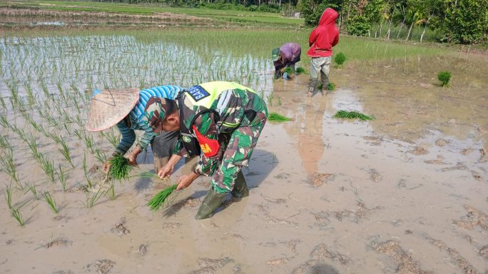 Tanam Padi, Tanam Harapan : Babinsa dan Petani Bergerak Melaju Bersama