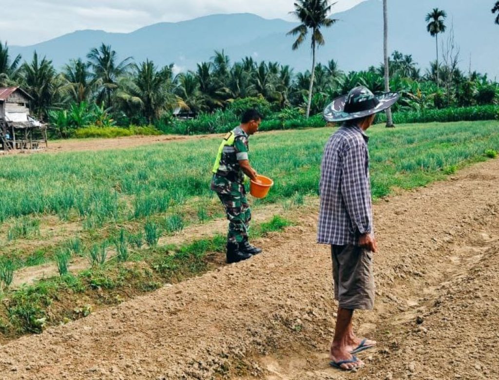 Wujud Pendampingan Babinsa Turun Kelapangan Bantu Petani Buat Bedeng Sayuran Bawang Merah