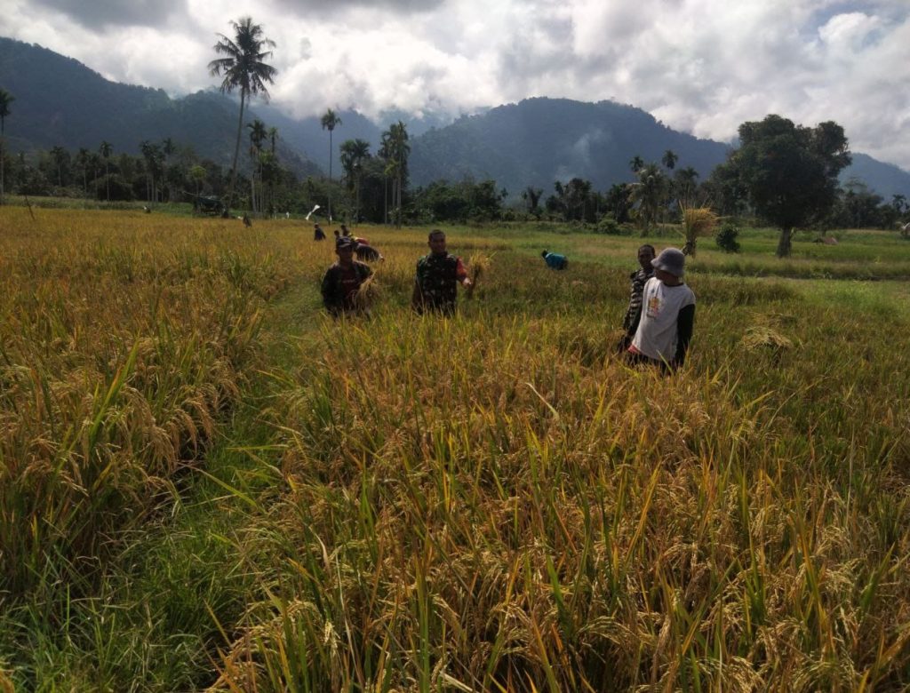 Babinsa Koramil 0108-05/Lawe Alas Bantu Petani Panen Padi di Sawah
