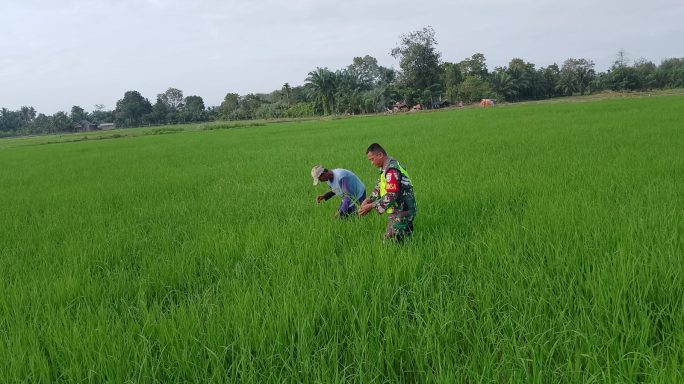 Serka Budi Gunawan Turun Ke Sawah, Bantu Pok Tani Mandiri Maju Bersihkan Gulma Demi Dukung Ketahanan Panga