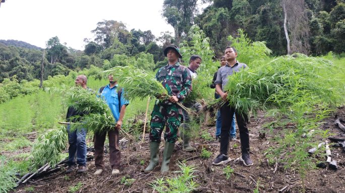 KODAM IM MUSNAHKAN 3 HEKTAR LAHAN GANJA DI GAYO LUES