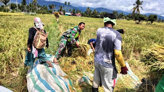 Babinsa Bantu Petani Rontok Padi di Sawah