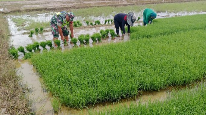 Tak Segan Berlumpur, Serda Munizar Turun Sawah Bantu Petani