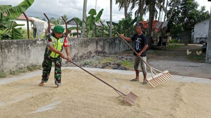 Panen Usai Babinsa Bantu Petani Jemur Padi