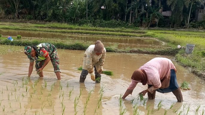 Pagi-Pagi Turun ke Sawah, Babinsa Koramil 16/Peudawa, Tanam Padi Bareng Ibu Umi Kalsum