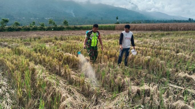 Babinsa Koramil 0108-01/Lawe Sigala Laksanakan Pendampingan Bantu Semprot Gulma Lahan Warga Desa Binaan