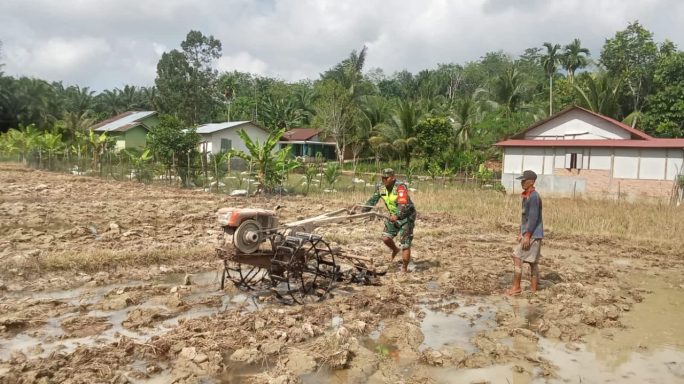 Gunakan Traktor, Babinsa Koramil 08/Rantau Bantu Petani Bajak Sawah