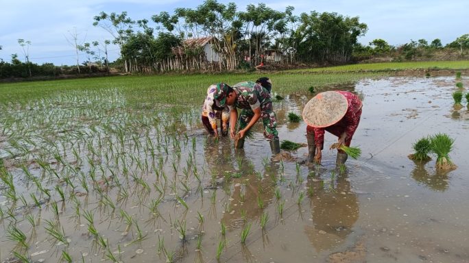 Babinsa di Tengah Sawah, Bukti TNI Tak Kenal Batas Pengabdian