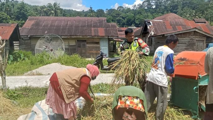 Pasca Panen dan Rontok Padi Babinsa Himbau Untuk Percepat Tanam Kembali Sukseskan Swasembada Pangan Terpenuhi