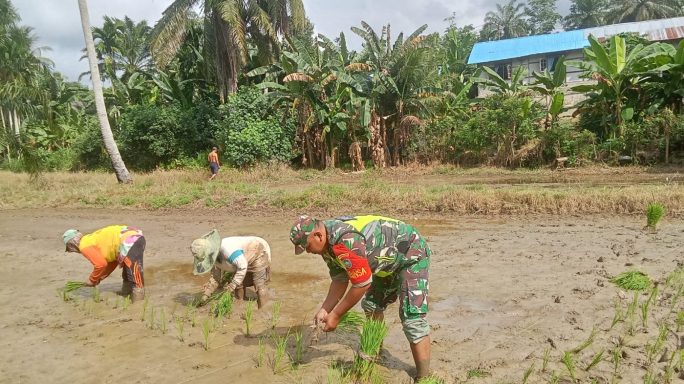 Tanam Padi Bareng Anggota Babinsa Dan Poktan Tani Karya Jasa
