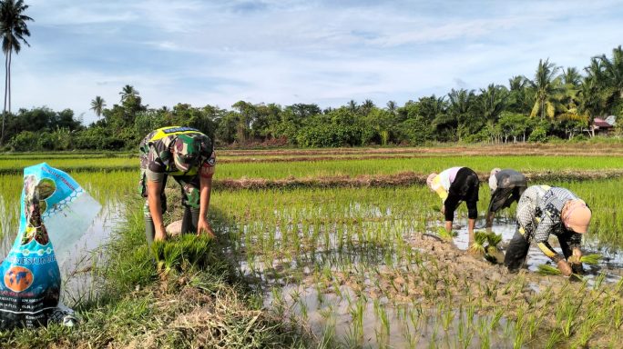 Turun ke Sawah, Babinsa Serda Nurdin Angkut Bibit Padi untuk Petani