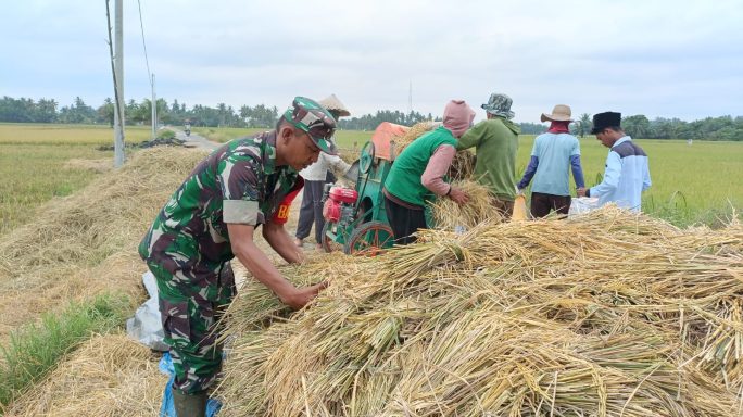 Keringat Babinsa, Harapan Petani: Panen Padi di Tengah Kebersamaan