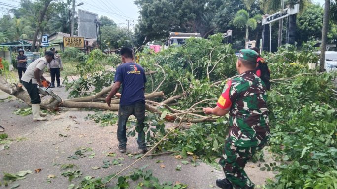Babinsa Koramil 22/Lgsb Bersama BPBD Sigap Tangani Pohon Tumbang di Jalan Medan–Banda Aceh