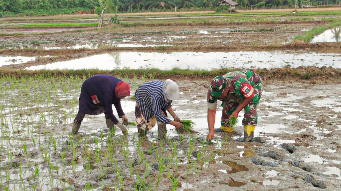 Panas Terik Tak Surutkan Semangat Babinsa Tanam Padi