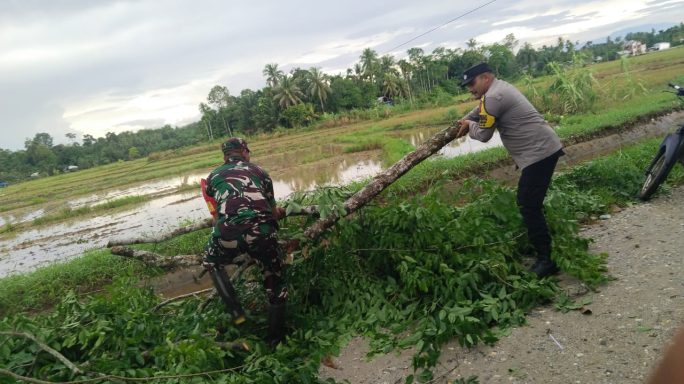 Pohon Tumbang Tutupi Jalan, Babinsa: Cepat Bertindak Demi Keselamatan Warga