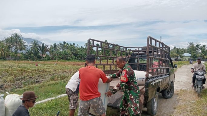 Dengan Penuh Semangat Babinsa Posramil Lawe Sumur Bantu Petani Panen Padi