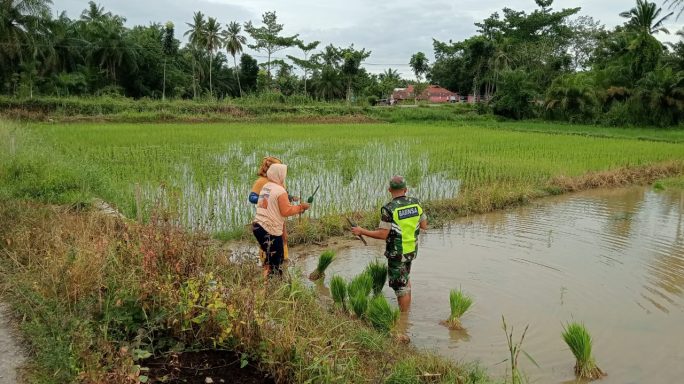 Dukung Program Ketahanan Pangan, Babinsa Koramil 03/Seruway Bantu Tanam Padi