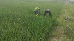 IMG-20250526-WA0130