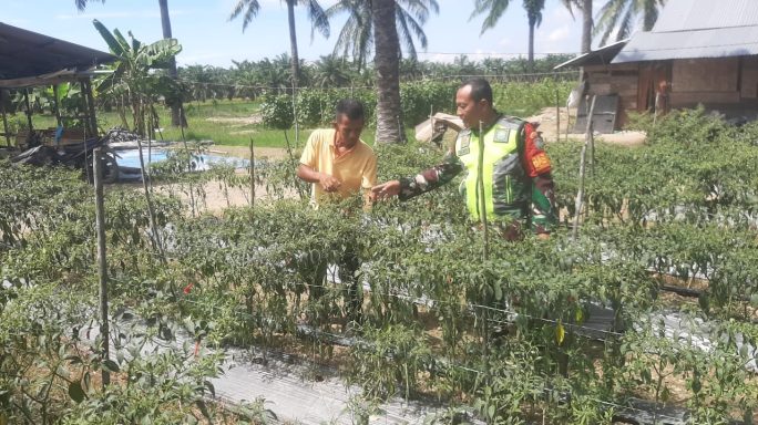 Wujudkan Petani Produktif, Babinsa Pantau Perkembangan Tanaman Cabe Milik Petani