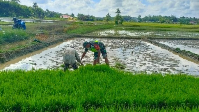 Aksi Babinsa Koramil 08/Rtu Turun Kesawah Bantu Petani Cabut Bibit Padi Siap Tanam