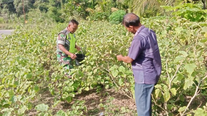 Melalui Komsos Babinsa Dampingi Petani Panen Terong Hijau di Desa Binaan