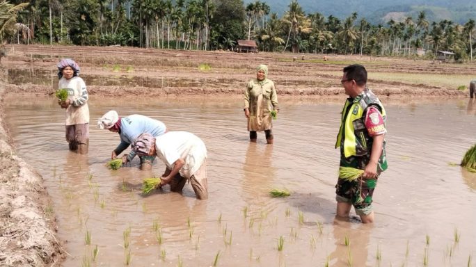 Dukung Swasembada Pangan Babinsa Bantu Petani Tanam Padi