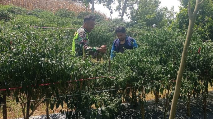 Babinsa Bantu Petani Panen Cabe Wujud Kedekatan Kepada Warga Desa Binaan