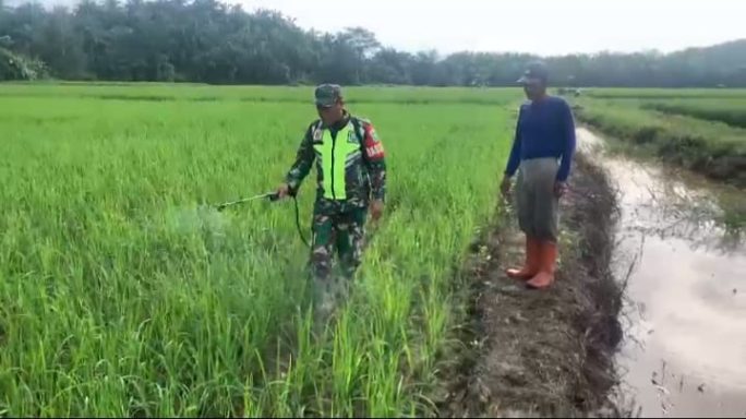 Babinsa Koramil Tamiang Hulu Bantu Petani Semprot Tanaman Padi