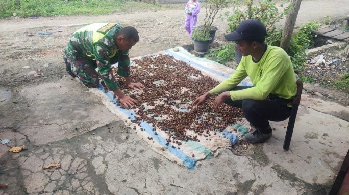 Babinsa Posramil Ketambe Bantu Warganya Jemur Biji Kopi Robusta