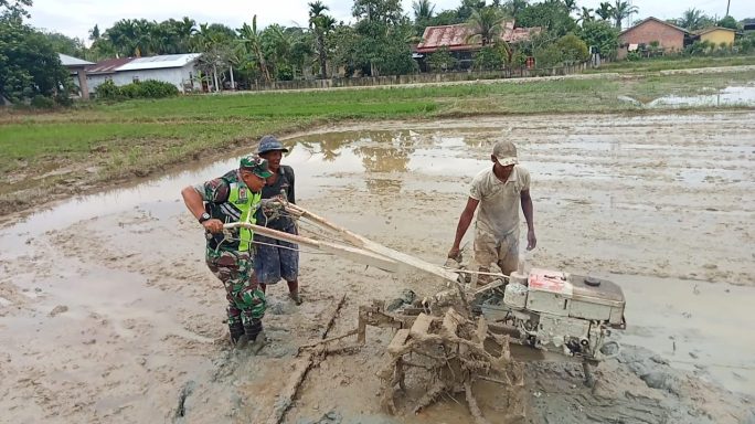 Percepat Penyiapan Lahan, Babinsa Medang Ara Bantu Petani Membajak Sawah