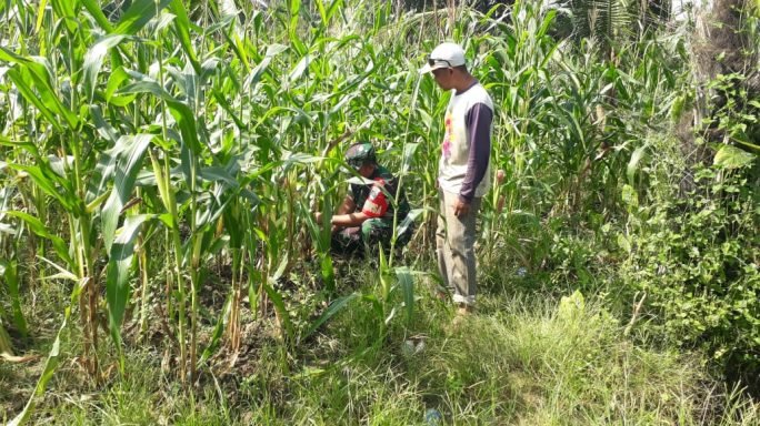 Babinsa Koramil 06/Manyak Payed Dan Petani Intensif Pantau Pertumbuhan Tanaman Jagung