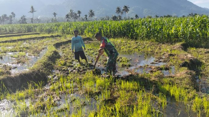 Babinsa Koramil 0108-07/Semadam Bantu Petani Membuat Lahan Penyemaian Benih Padi