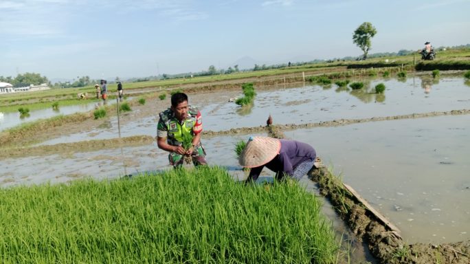 Babinsa Koramil 12/Sakti, Kodim 0102/Pidie Bantu Warga Percepat Luas Tambah Tanam (LTT) di Persawahan Gampong Balue Tanoh