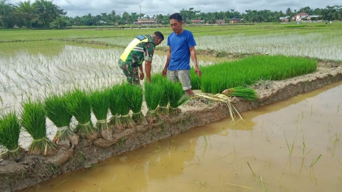 Aksi Babinsa Koramil 04/Bendahara Turun Ke Sawah Bantu Petani Cabut Bibit Padi Siap Tanam