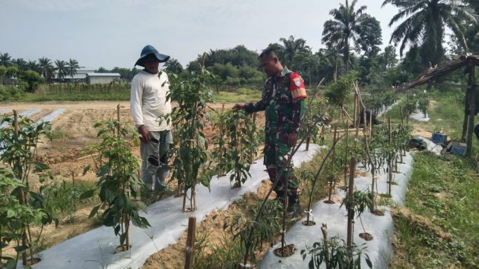 Babinsa Pantau Perkembangan Tanaman Cabai Milik Poktan Mandiri
